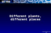 B4 09 plants and places