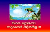 Sri Lankan Birds