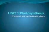 Unit 1 photosynthesis rvoo