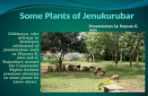 Some Plants of Jenukurubar