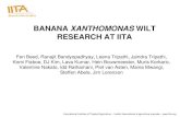 BANANA XANTHOMONAS WILT RESEARCH AT IITA