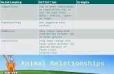 Animal Relationships