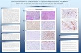 Immunohistochemical Characterization of ENU-induced Brain Tumors in F344 Rats