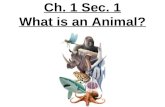 7th Grade Ch. 1 Sec. 1 What is an Animal?