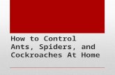 How to Control Ants, Spiders, and Cockroaches At Home