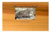 5l American Toad