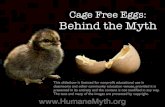 Cage Free Eggs: Behind the Myth