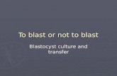 To Blast Or Not To Blast