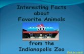 Animals Of The Indy Zoo