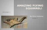 Erica's amazing flying squirrel! power point