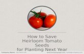 Edita Kaye - How To Save Heirloom Tomatoes