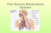 Respiration 2013 for moodle
