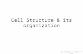 Cell structure & its organisation