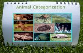 Animal Categorization