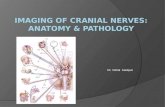 Cranial nerves anatomy pathology