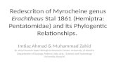 Redescriton of myrocheine genus erachtheus stal 1861 (