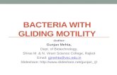 Bacteria with gliding motility