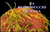 10   la reproducció humana