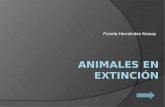 Animales en extincion.mm