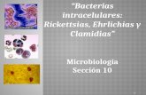 Seminario bacterias intracelulares