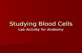 Laboratory Activity On Blood Cells
