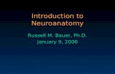 Introduction to Neuroanatomy Russell M. Bauer, Ph.D.