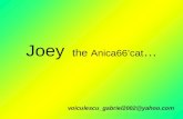 Joey The Cat