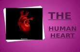 The Human Heart by Sandra Landinguin