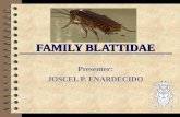 Family blattidae 2013