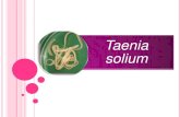 Taenia solium pork tapeworm