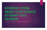 Excretory system grade 10 life sciences