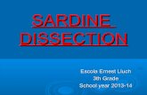 Sardine dissection
