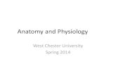 Anatomy and physiology wcu [autosaved]