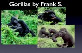 Gorillas By Frank S.