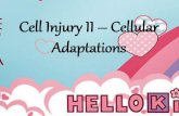 Cell injury ii – cellular adaptations