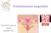 Trocomona vaginalis