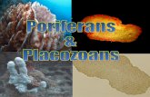 Poriferans and Placozoans