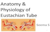 Anatomy and physiology of eustachian tube