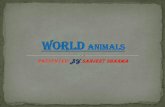 World animals