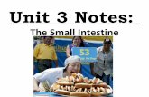 Anatomy Unit 3 Notes:  The Small Intestine