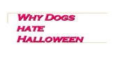 por que los perros odian Halloween?
