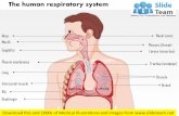 The human respiratory system medical images for power point