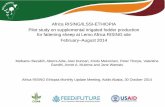 Africa RISING/ILSSI Ethiopia pilot study on supplemental irrigated fodder production for fattening sheep at Lemo Africa RISING site, February–August 2014