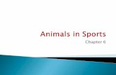 Animals in Sports