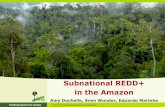 Subnational REDD+ in the Amazon Rainforest