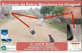 Ecologia da febre maculosa no uruguai