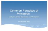 Common Parasites of Pinnipeds