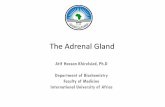 The adrenal gland, catecholamine synthesis