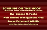 Boone and Crockett Scoring On the Hoof