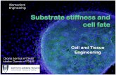 Substrate stiffness and cell fate